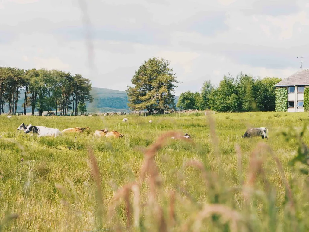 Cattle grazing the lush pasture in front of the Hotel.
