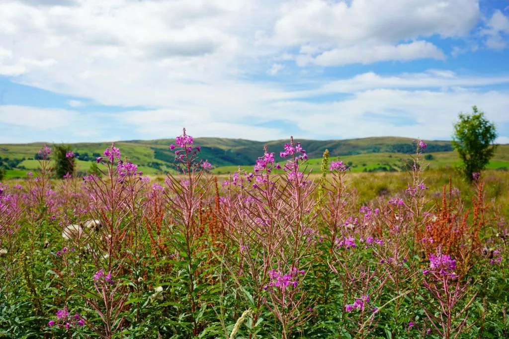 Local landscape to the Hotel featuring vibrant flowers in the foreground, with rolling hills in the background.